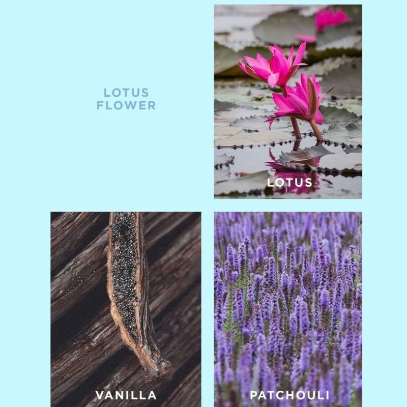 ecoya lotus flower info